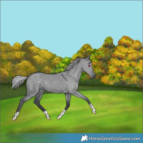 Horse Color:Silver Grullo Chinchilla 