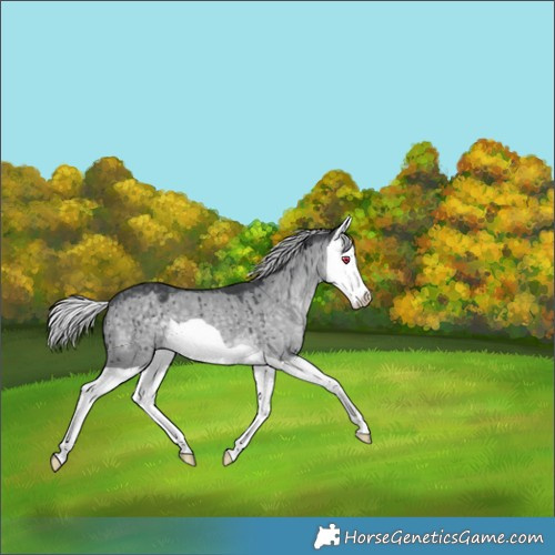 Horse Color:Silver Grullo Chinchilla Splash Brindle 