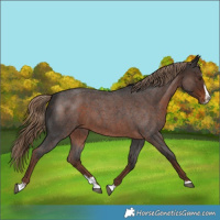 Horse Color:Liver Red Roan Splash