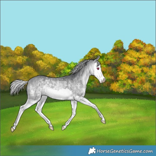 Horse Color:Silver Bay Chinchilla Splash 