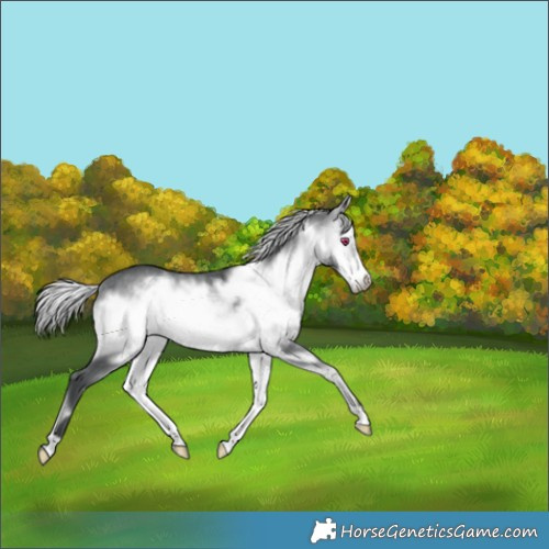Horse Color:Silver Brown Chinchilla Onyx Frame 