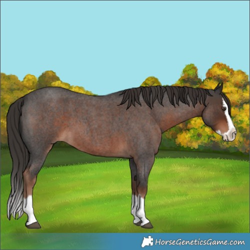 Horse Color:Liver Red Roan Splash 