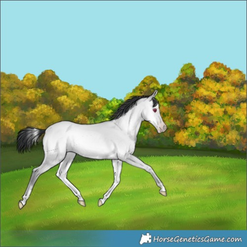 Horse Color:Amber Champagne Chinchilla Onyx 