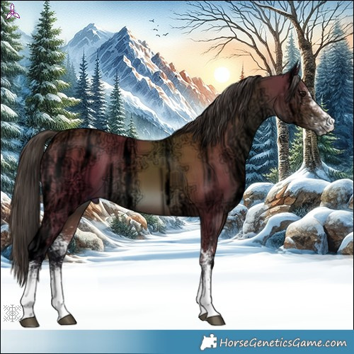 Horse Color:White Spotted Bay Ice 