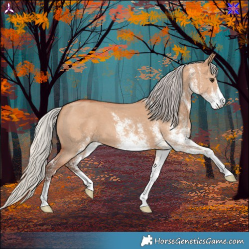 Horse Color:White Spotted Silver Bay Dun 