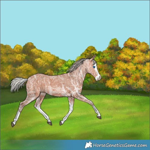 Horse Color:Silver Bay Ice Splash 