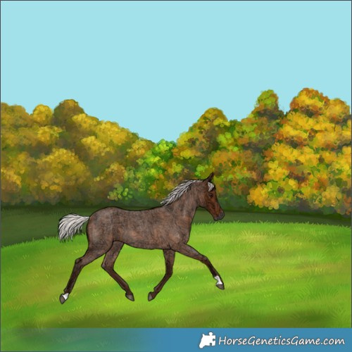 Horse Color:Silver Bay Ice Roan 