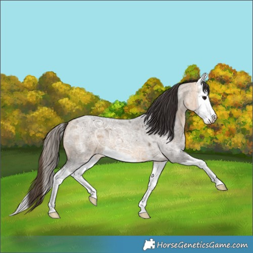 Horse Color:Buckskin Ice Roan Splash 