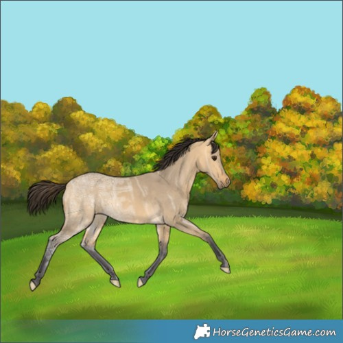 Horse Color:Buckskin Ice Dun 