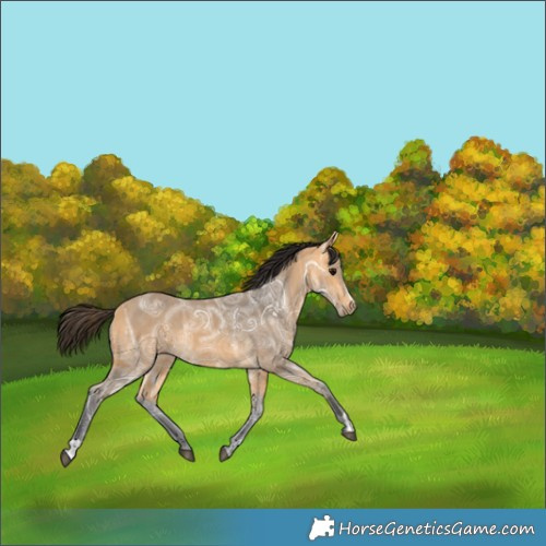 Horse Color:Buckskin Ice Sabino 