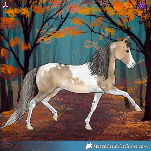 Horse Color:Buckskin Dun Splash Tobiano 