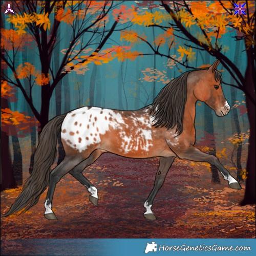 Horse Color:Bay Appaloosa