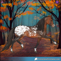 Horse Color:Bay Blanket 