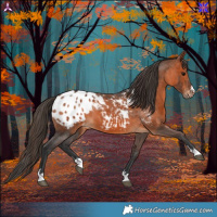 Horse Color:Bay Appaloosa 