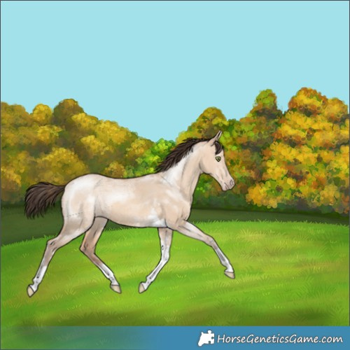 Horse Color:Amber Champagne Ice Dun Tobiano 