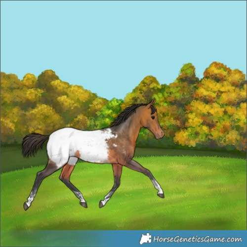 Horse Color:Bay Ice Tobiano Appaloosa 
