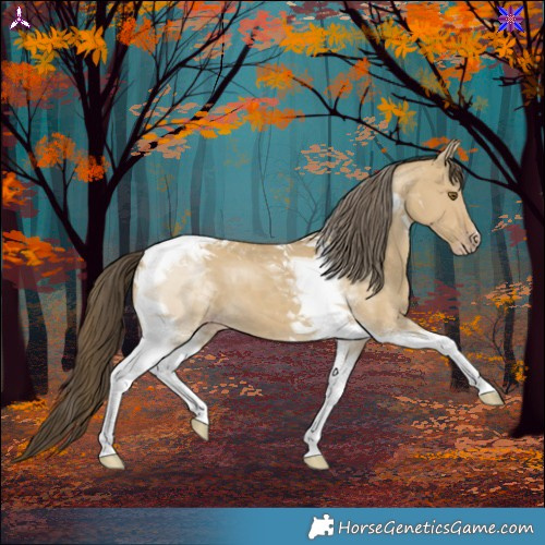 Horse Color:Classic Cream Champagne Dun Tobiano 