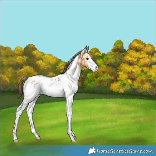 Horse Color:White Spotted Buckskin Ice Tobiano Appaloosa 