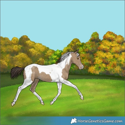 Horse Color:Classic Cream Champagne Tobiano 