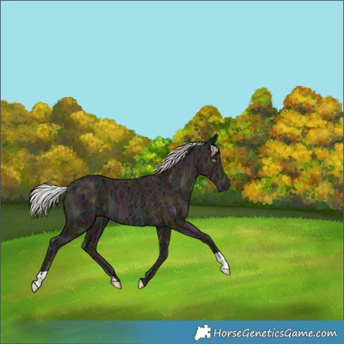 Horse Color:Midnight Silver Amber Champagne Ice 