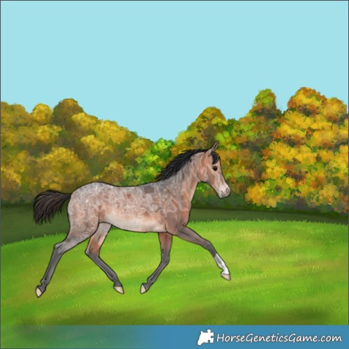 Horse Color:Bay Ice 