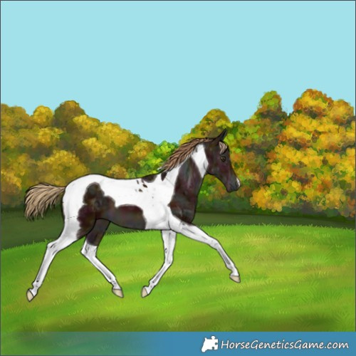 Horse Color:Midnight Chestnut Ice Tobiano 