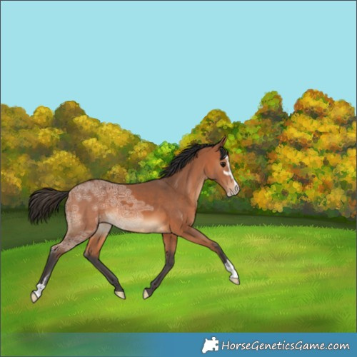 Horse Color:Bay Ice Sabino 