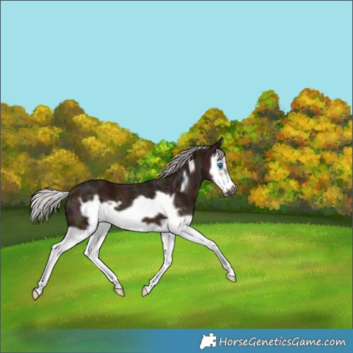 Horse Color:Midnight Silver Brown Ice Splash Frame 