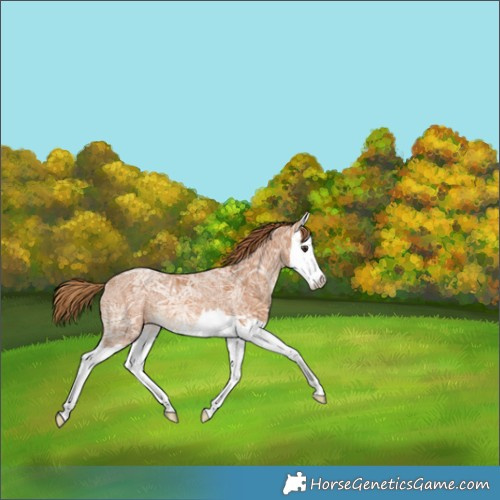 Horse Color:Chestnut Ice Splash 