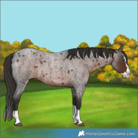 Horse Color:Liver Red Roan Splash 