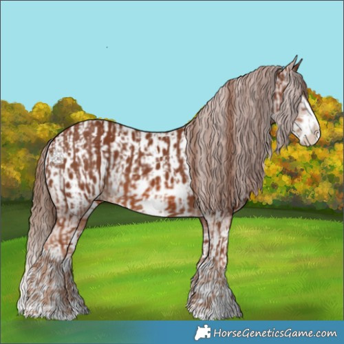 Horse Color:Chestnut Splash Frame  and Chestnut Splash Frame Appaloosa 