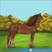 Horse Color:Chestnut 