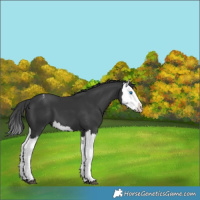 Horse Color:Black Splash Appaloosa 