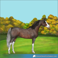 Horse Color:Liver Red Roan Splash