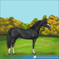 Horse Color:Black 