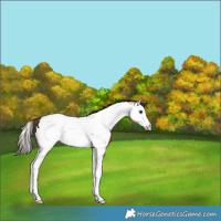 Horse Color:Bay Splash Near Fewspot Rabicano 