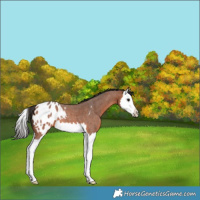 Horse Color:Bay Roan Splash Appaloosa 