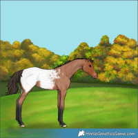 Horse Color:Bay Roan Snowcap