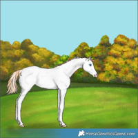 Horse Color:Red Roan Splash Fewspot Rabicano 