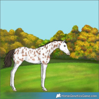 Horse Color:Bay Roan Splash Leopard Rabicano 