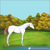 Horse Color:Red Roan Splash Appaloosa Rabicano 