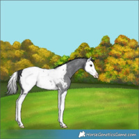 Horse Color:Blue Roan Splash Near Fewspot Rabicano 