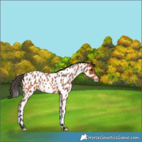 Horse Color:Bay Roan Leopard