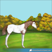 Horse Color:Red Roan Splash Near Fewspot 