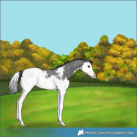 Horse Color:Blue Roan Splash Appaloosa
