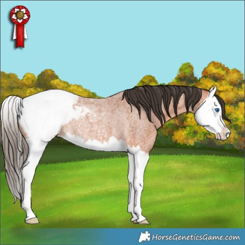 Horse Color:Bay Roan Splash Appaloosa Rabicano