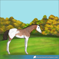 Horse Color:Bay Roan Splash Appaloosa Rabicano