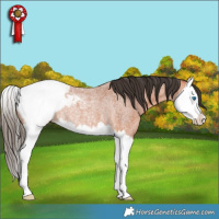 Horse Color:Bay Roan Splash Snowcap Rabicano 