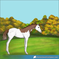Horse Color:Red Roan Splash Appaloosa 