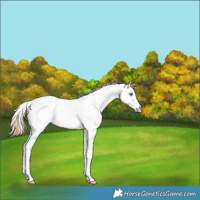 Horse Color:Red Roan Splash Appaloosa Rabicano 